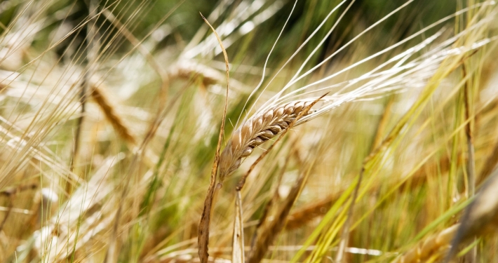 Wheat Background